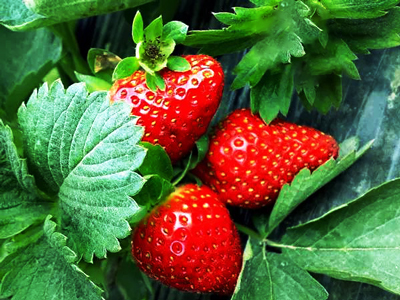 Strawberry Garden Video Surveillance Transmission Scheme