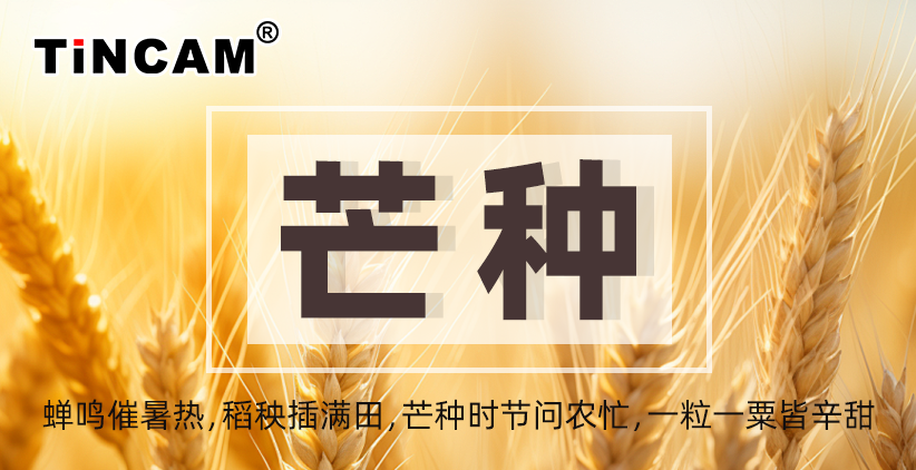 芒种至，夏始盛：在蝉鸣与麦田里拾得时间的馈赠
